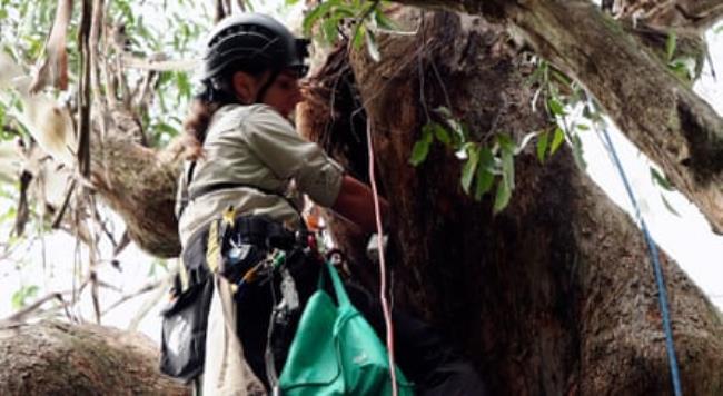 Ana Gracanin up a tree