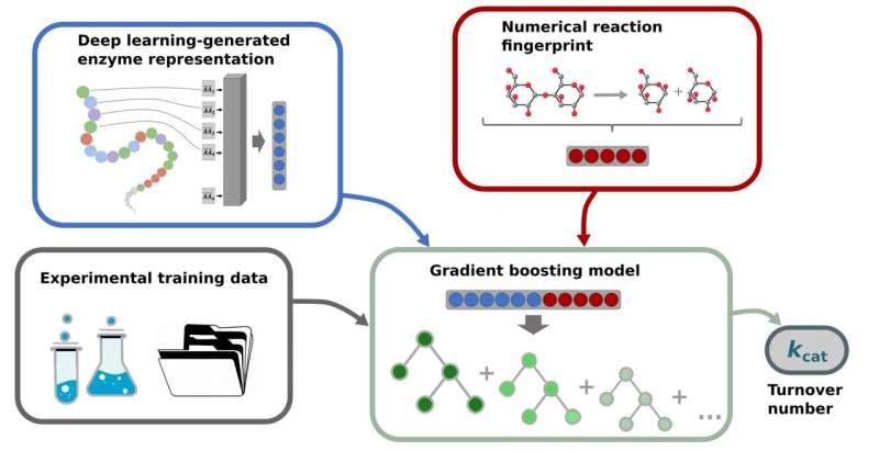 AI predicts the work rate of enzymes